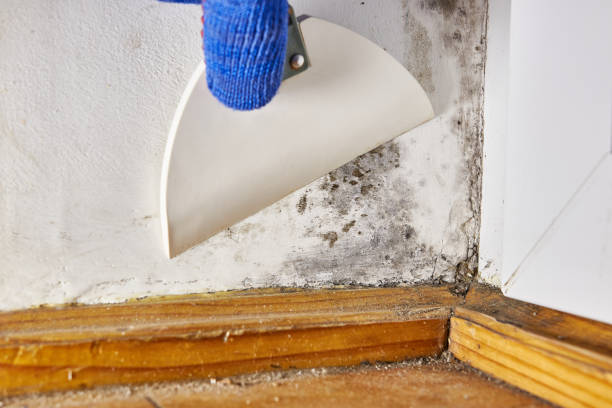 Mold Documentation for Insurance Claims in Somonauk, IL